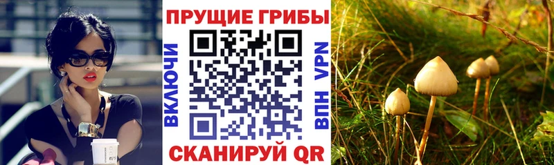 купить наркоту  KRAKEN зеркало  Галлюциногенные грибы Magic Shrooms  Новая Ладога 
